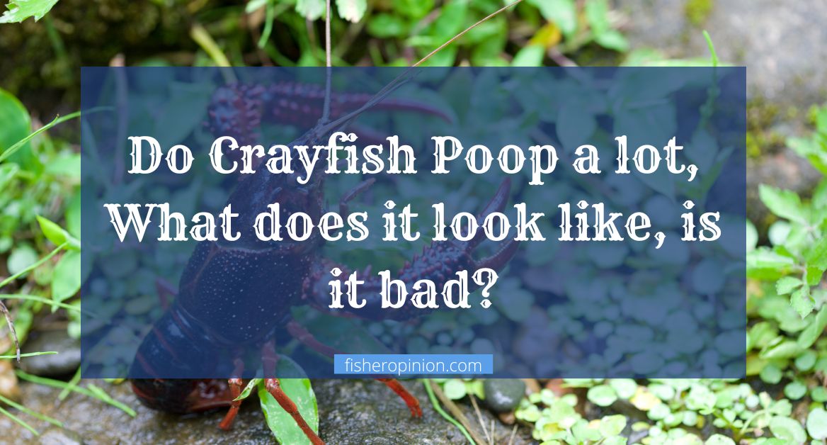 Crayfish Poop