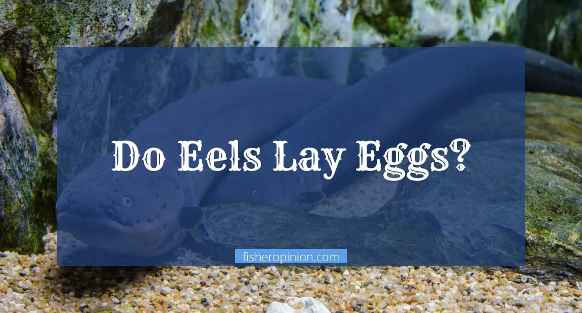 Do Eels Lay Eggs
