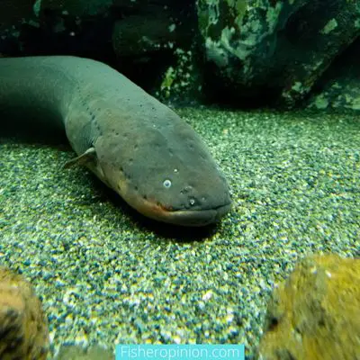 Do eels lay eggs or give birth