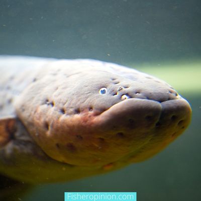 Do saltwater eels lay eggs