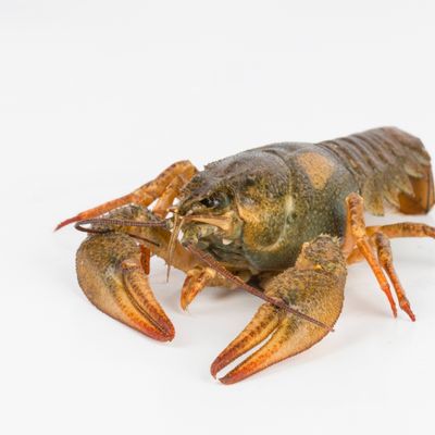 Do Crayfish Poop a lot, What does it look like, is it bad?