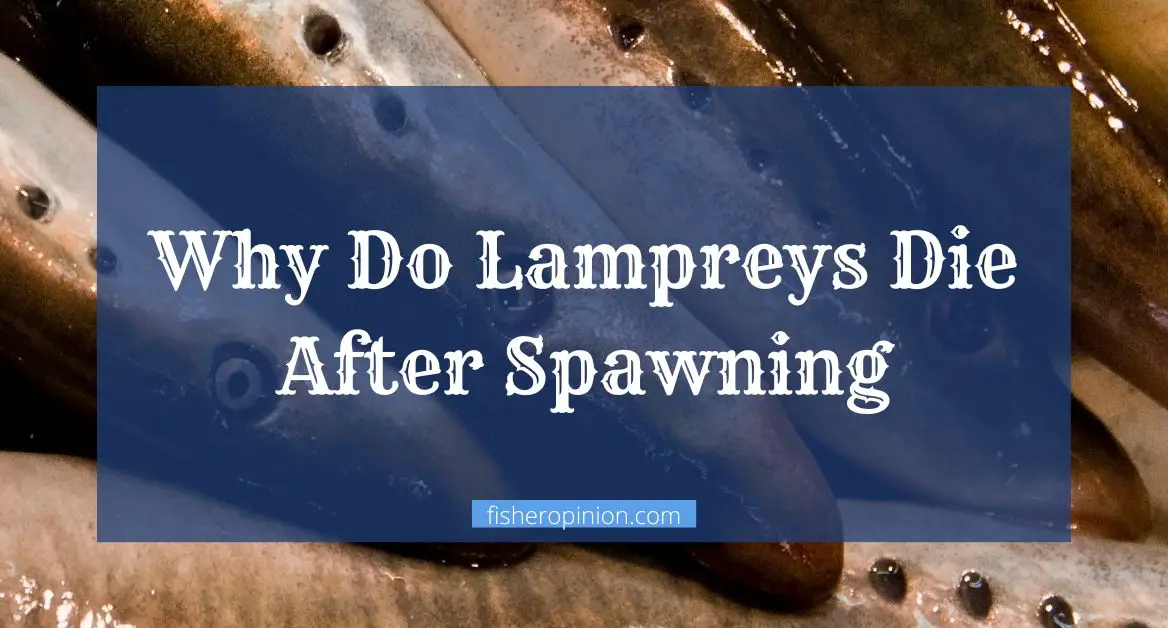 Why Do Lampreys Die After Spawning
