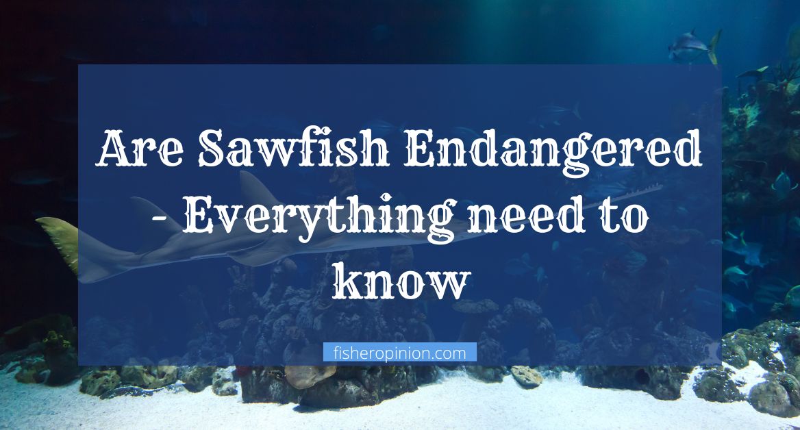 Are Sawfish Endangered