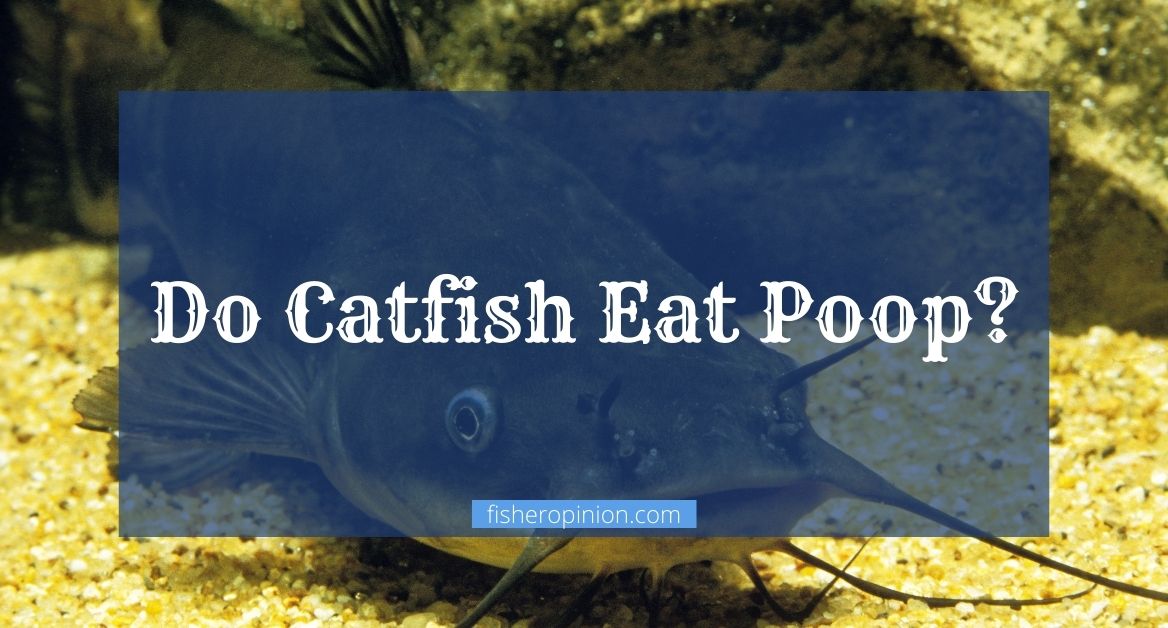 Do Catfish Eat Poop