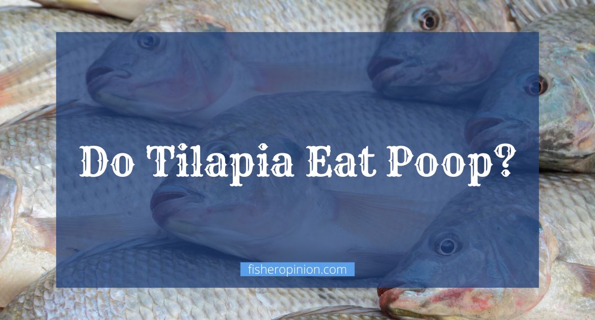 Do Tilapia Eat Poop