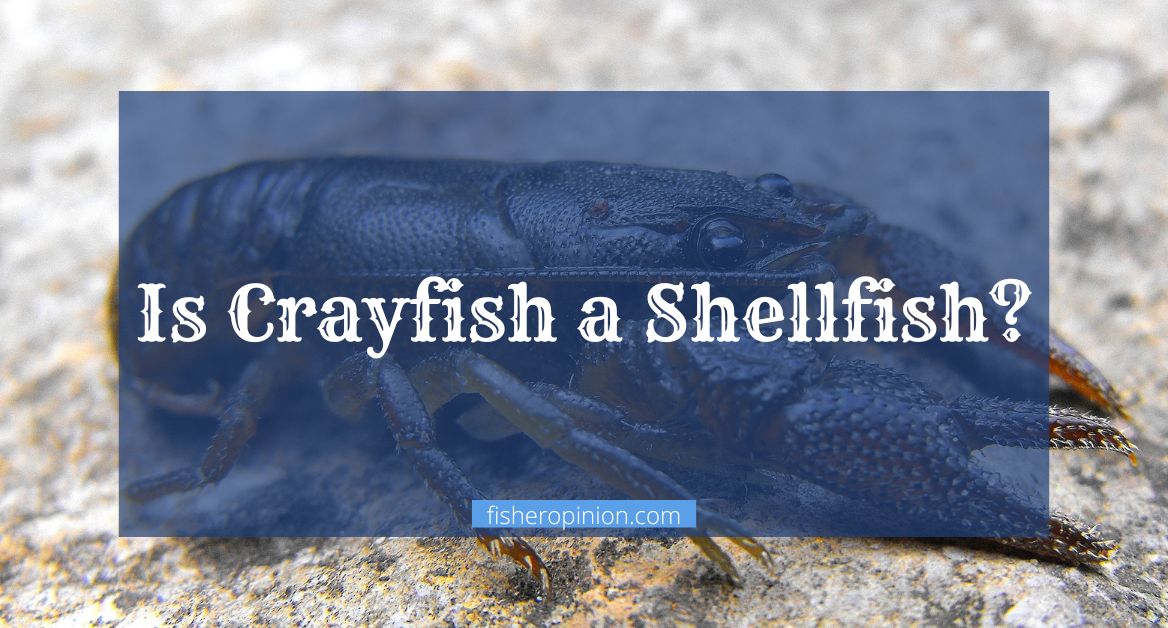 Is Crayfish a Shellfish