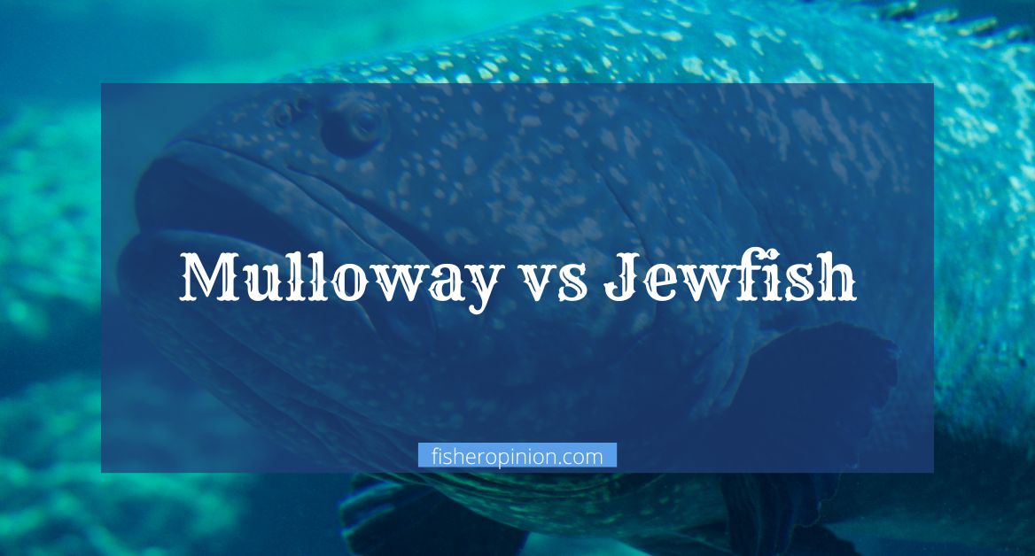 Mulloway vs Jewfish