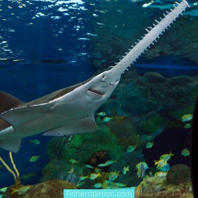 sawfish attack on human