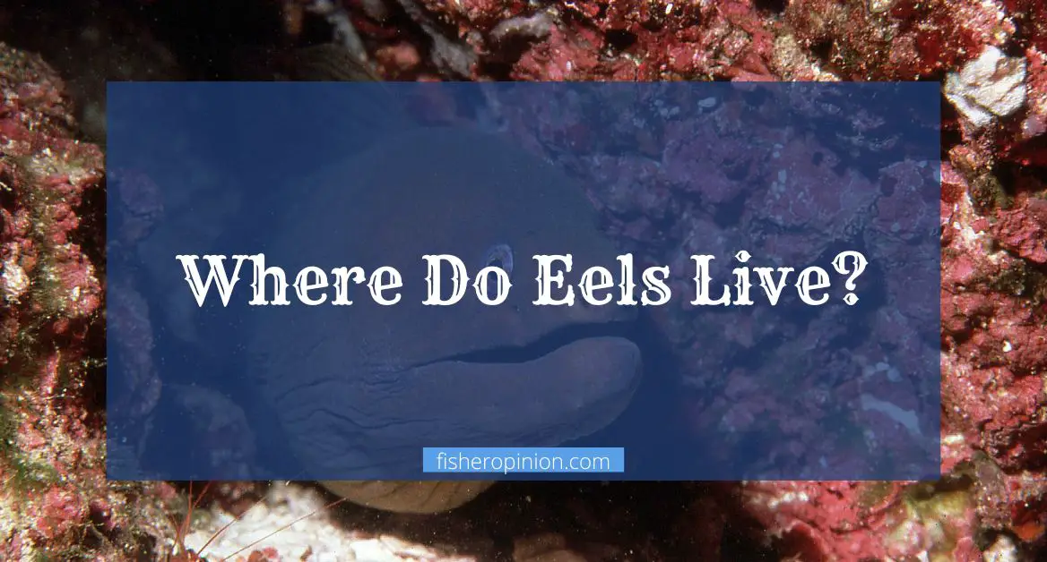 Where Do Eels Live
