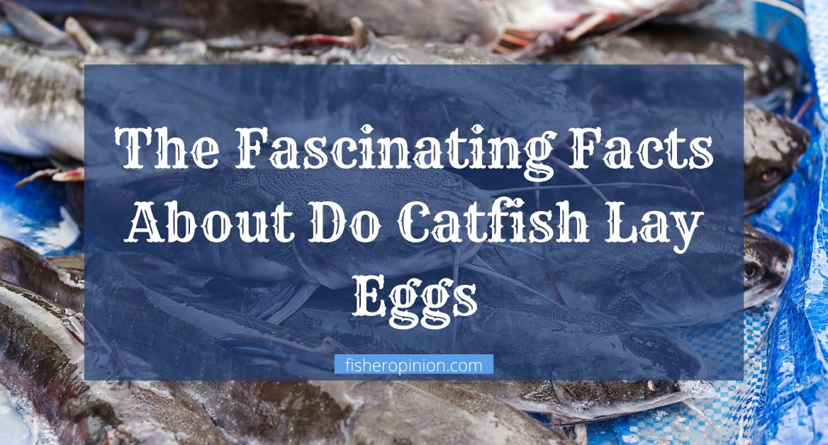 Do Catfish Lay Eggs