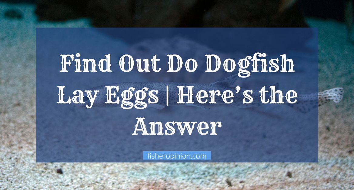 Do Dogfish Lay Eggs