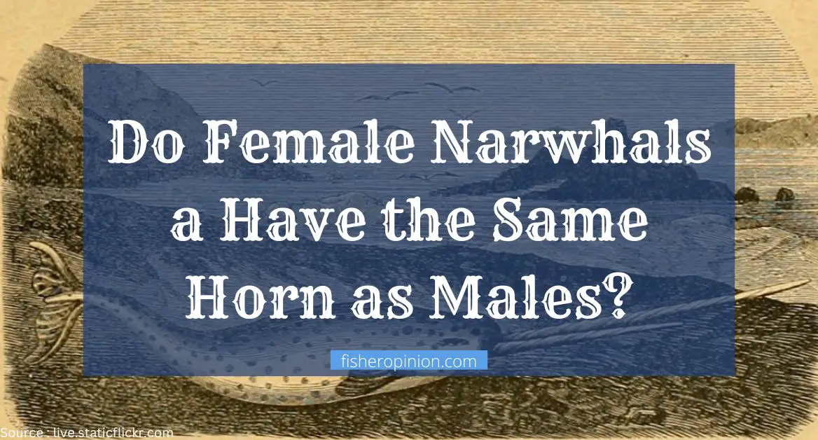 Do Female Narwhals Have a Horn