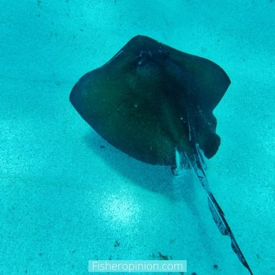How long can stingrays survive out of water
