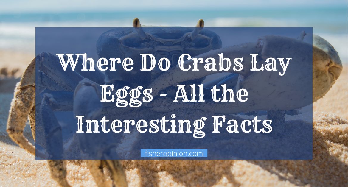 Where Do Crabs Lay Eggs