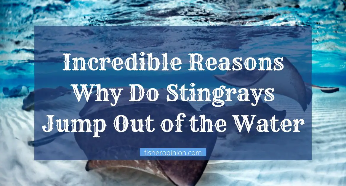 Why Do Stingrays Jump Out of the Water