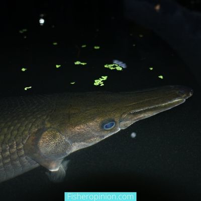 Alligator Gar Dangerous