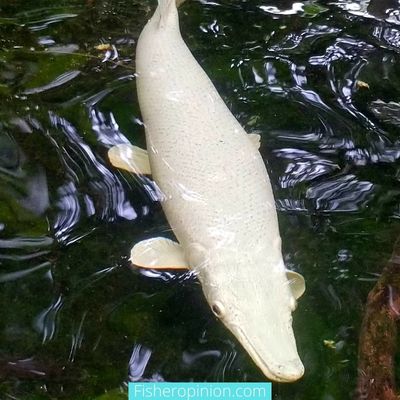 Are Alligator Gar Invasive