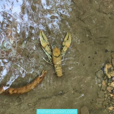 Are Crayfish Dangerous to Humans