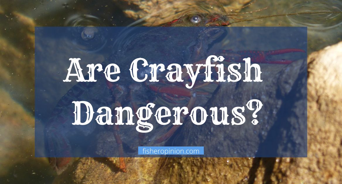 Are Crayfish Dangerous