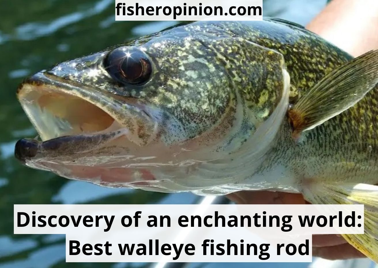Best walleye fishing rod: choose from the 6 examples