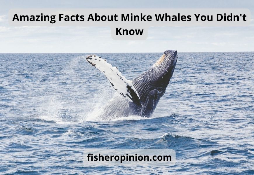 Amazing Facts About Minke Whales