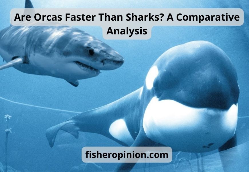 Are Orcas Faster Than Sharks?
