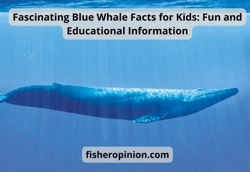 Fascinating Blue Whale Facts for Kids: Fun