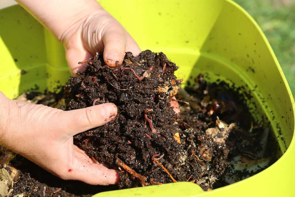 composting worms, compost pile, compost worms, african nightcrawlers