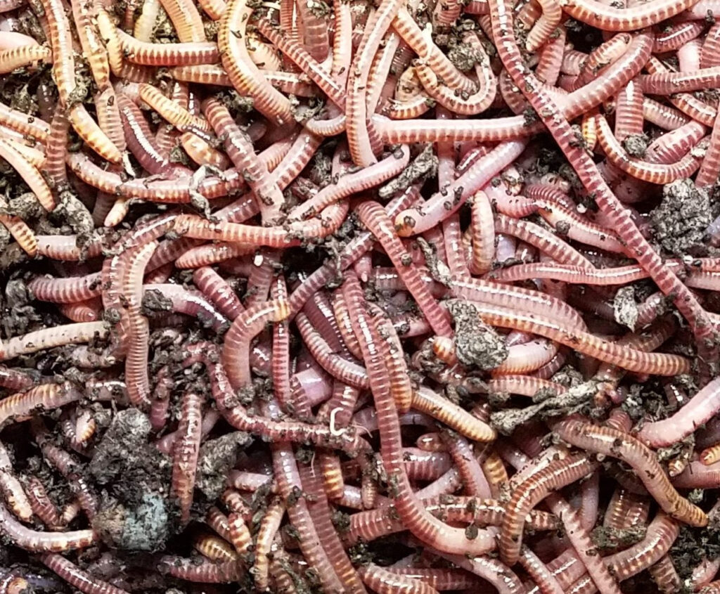 african nightcrawlers, african nightcrawlers, worm box, lay eggs, live worms