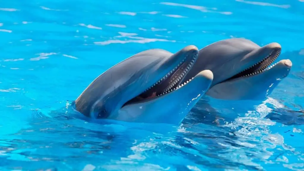 Dream of Dolphins: Exploring the Symbolic Meaning and Interpretation