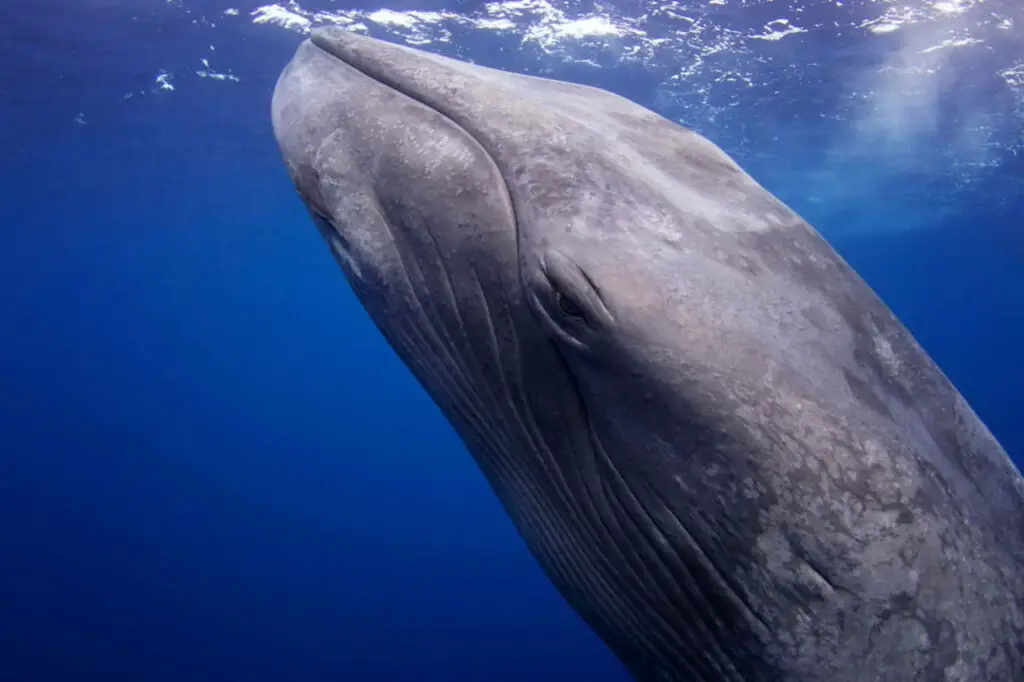 blue whale, baby blue whale, blue whales live, blue whale calf