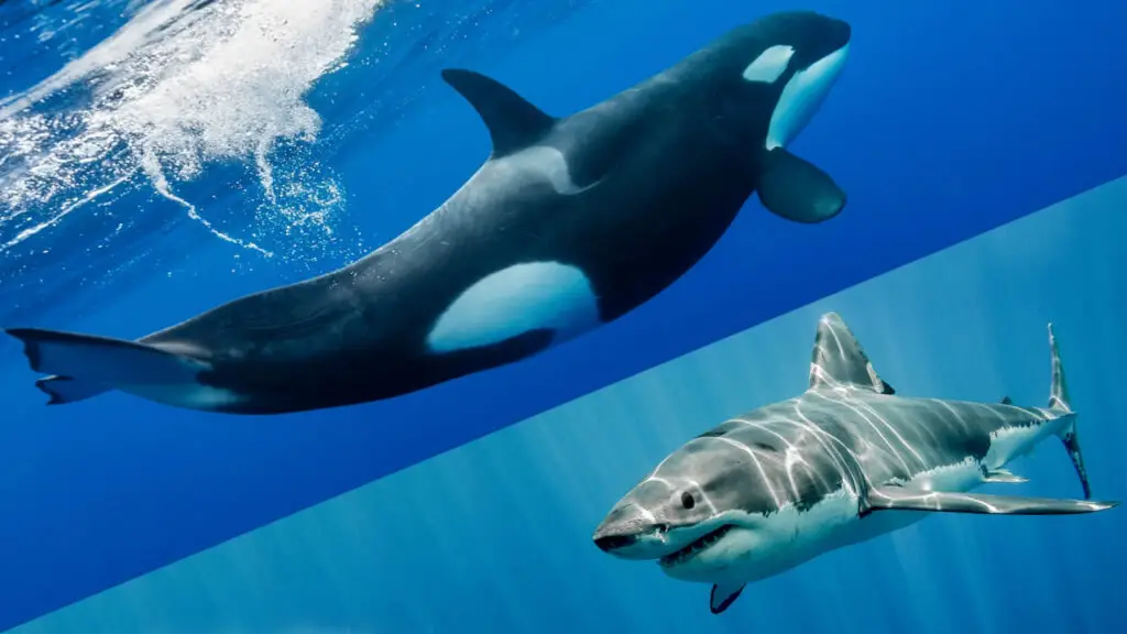 Are Orcas Faster Than Sharks? A Comparative Analysis