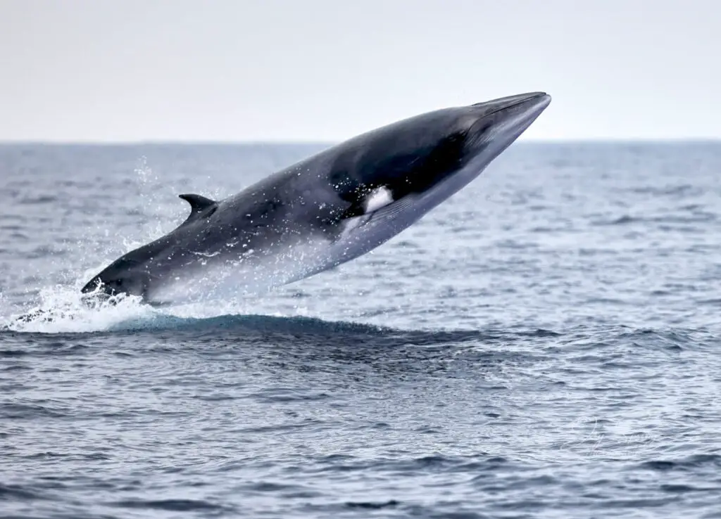 minke whales, blue whale, female minke whales, humpback whale, minke whales are known