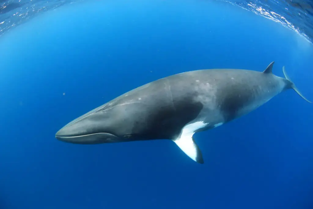 minke whales, humpback whale, minke whale facts, balaenoptera acutorostrata