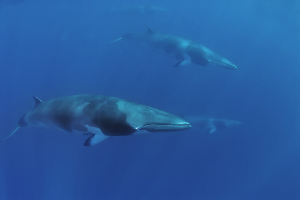 minke whales, northern hemisphere, sharp snout, vessel strikes