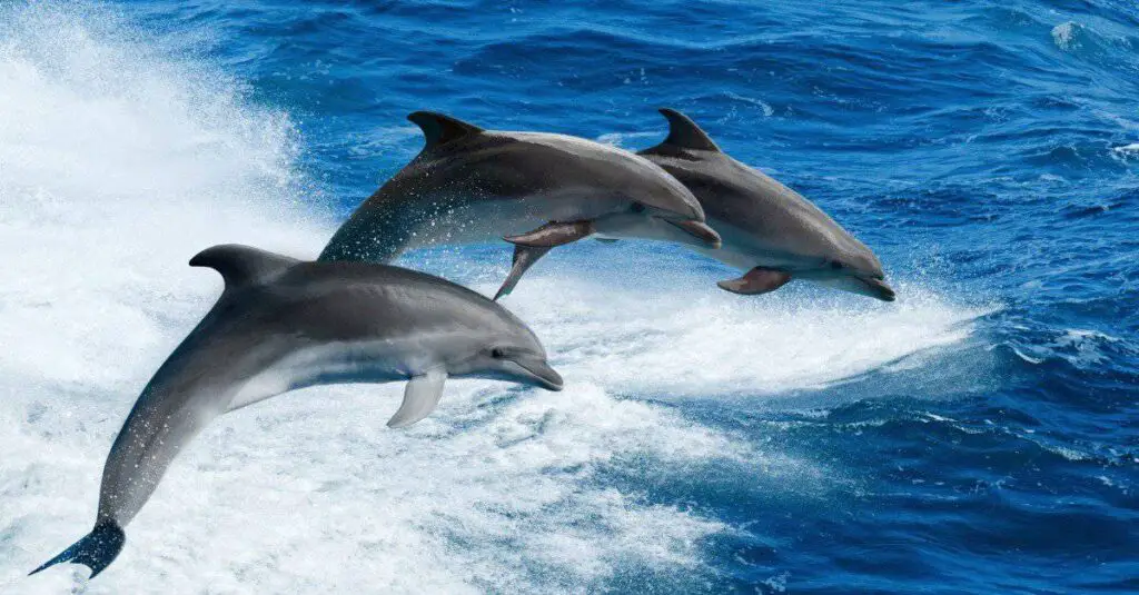 How long can dolphins stay out of water?