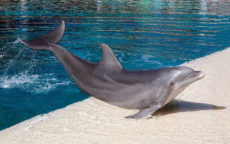 Are dolphins nice to humans?