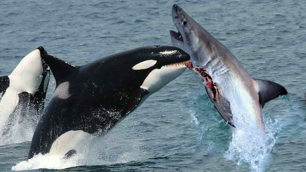 What kills orcas?